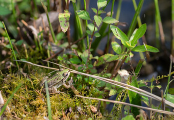 カエルをマクロレンズで撮影	
