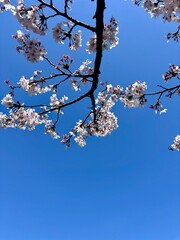 Cherry blossoms against clear blue sky with copy space