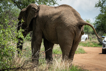 Fototapeta premium Close-up of two African elephants touching tusks in a grassy savannah setting. Captured in a moment of social interaction, this wildlife image showcases the strength and connection between these