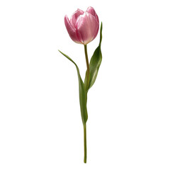 Fototapeta premium Tulip pink stem isolated on transparent background