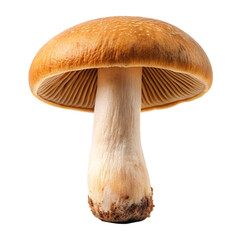Mushroom Macro Photography on transparent background