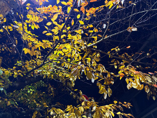 夜の紅葉した桜の葉っぱ