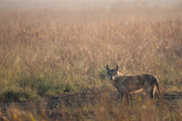 The Indian wolf (Canis lupus pallipes) | Wild wolf | Golden Light wolf 