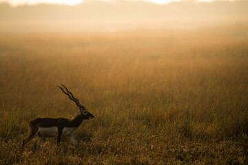 The blackbuck (Antilope cervicapra) on a golden evening | rare golden hour photo