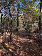 山の中のトレイル