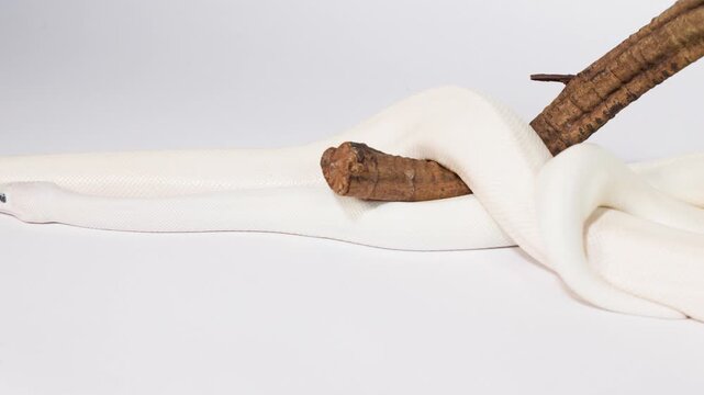 Albino White Snake Slowly Slithering Around Wooden Branch Perch