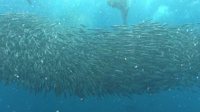 Bait ball attacked by sealions, frigate birds and skip jack