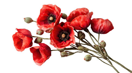 Red Poppy Flower Bouquet with Buds Isolated on White Background