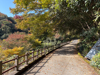 紅葉の見える道路