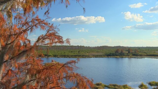 Orange autumn cypress branches in foreground with wide view of calm blue lake and green swamp vegetation under cloudy sky. Okefenokee Swamp, Georgia