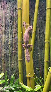 Henkel's leaf-tailed gecko clings to a bamboo branch; its leaf-like tail and patterned skin make it a remarkable nocturnal reptile, demonstrating natural adaptation, camouflage, and the biodiversity o