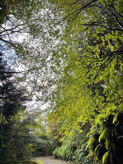 青紅葉のある林道