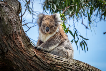 Fototapeta premium Koala 