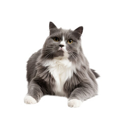 Long-haired Gray and White Cat on White Background