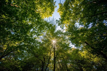 Obraz premium Sunlight filtering through green forest canop
