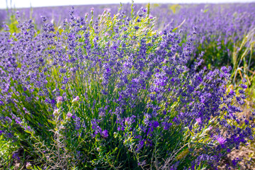 Obraz premium Spring lavender flowers under sunlight. Lilac flowers close up. Beautiful landscape of nature with a panoramic view. Hi spring. long banner