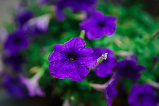 Beautiful close-up macro of purple and violet pansy flowers blooming in the spring garden