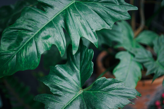 Beautiful of green tropical leaves plant background 
