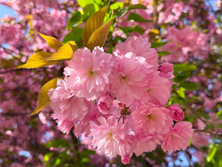 Kanzan sakura tree spring blossom. 