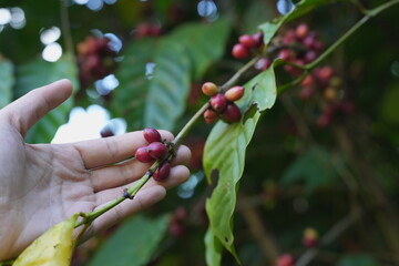 A hand gently holds a coffee branch bearing ripe red coffee cherries among lush green leaves, capturing the natural beauty of coffee cultivation and the connection between human care and agricultural 
