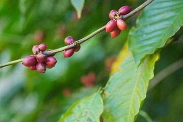 Obraz premium Colorful coffee cherries ripen along slender branches amid green leaves, showing natural growth stages and the beauty of coffee plants in a lush environment