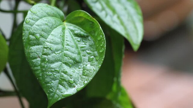 Wet betel leaves (Piper betle).