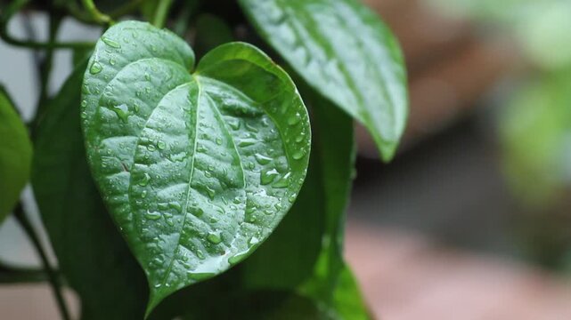 Wet betel leaves (Piper betle).