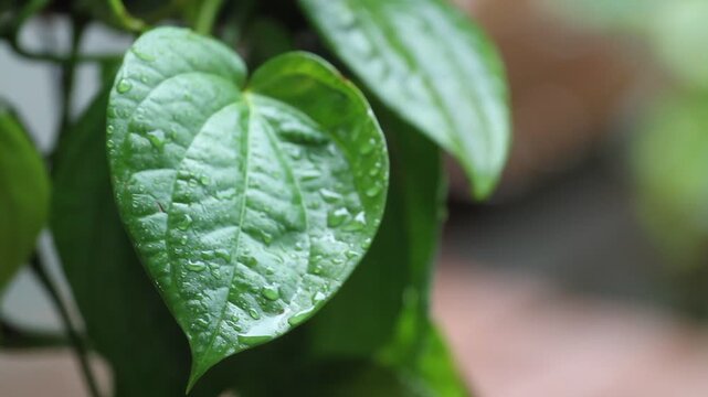 Wet betel leaves (Piper betle).