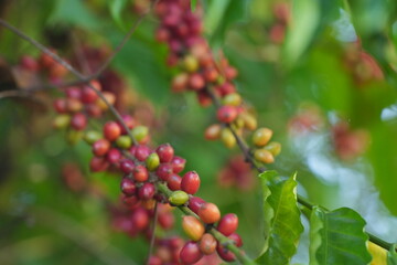 Obraz premium Colorful coffee cherries ripen along slender branches amid green leaves, showing natural growth stages and the beauty of coffee plants in a lush environment