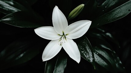 A close-up view of a white flower with six petals and a green stem.