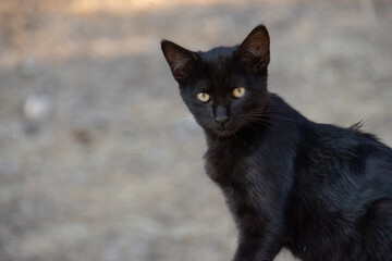 Chat noir, yeux per&ccedil;ants, ambiance sauvage