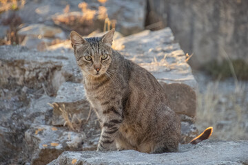 Chat assis sur un rocher