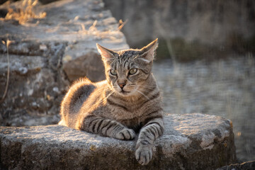 Chat errant sur un rocher au soleil couchant