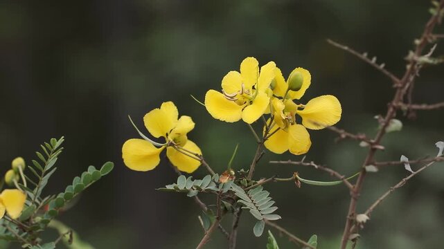 Senna auriculata is commonly known as Tanner's Cassia or Avaram