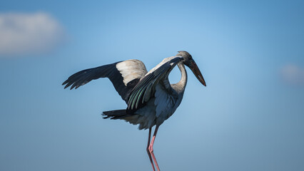 Obraz premium An asian openbill or ciconiidae bird is standing and looking to hunting some fish in the water, with brightness blue sky background. Animal living in nature scene.