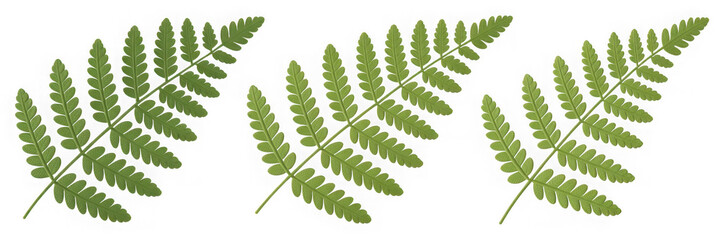 Botanical green fern leaves, white background PNG