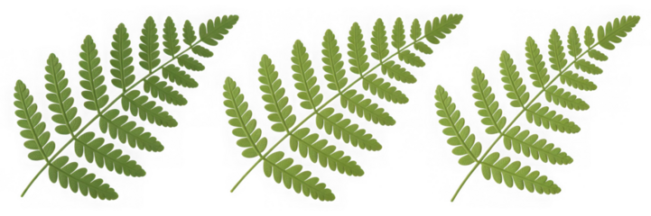 Botanical green fern leaves, white background PNG