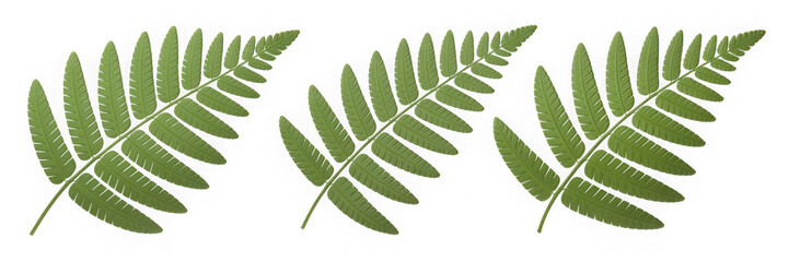 Three Dimensional Plastic Styled Green Fern Fronds Against Transparent Background Showing Intricate Leaf Details