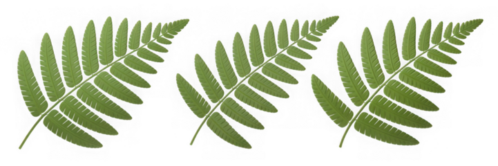 Three Dimensional Plastic Styled Green Fern Fronds Against Transparent Background Showing Intricate Leaf Details