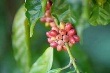 Colorful coffee cherries ripen along slender branches amid green leaves, showing natural growth stages and the beauty of coffee plants in a lush environment