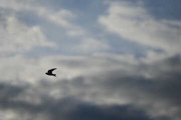 Naklejka premium Small bird is flying on the sky with beautiful cloudy sky in daylight as background. Animal living in nature scene.