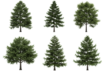 Eight distinct, photorealistic fir and spruce trees, sharp needles and textured bark, isolated on a transparent studio background. Concept for nature design assets
