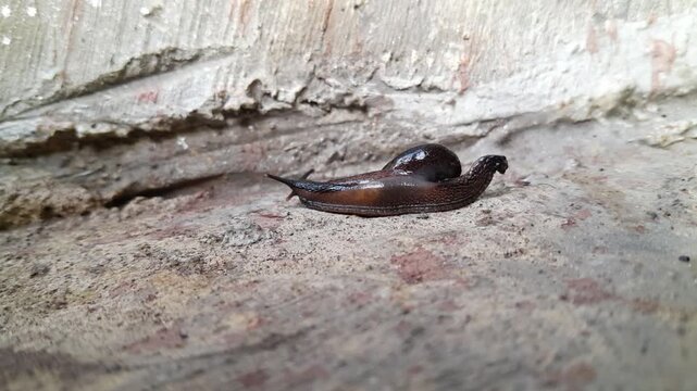 snails without shells move around searching for food