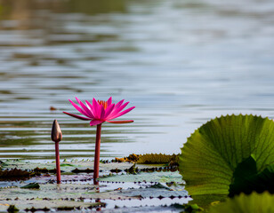 Lotus flower floating on calm water