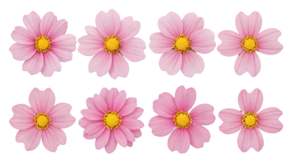 Seven pink flowers isolated on transparent background