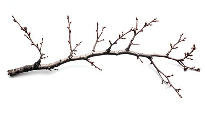 Close-up of a bare tree branch, light gray and brown, resting on a white surface