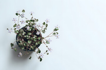 Overhead view of a minimal celestial plant with star shaped pastel flowers in a clean space