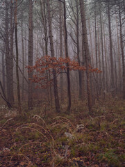 misty autumn forest
