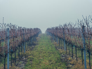 autumn vineyards in the mist 