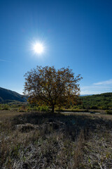 A solitary tree stands in an open field under a bright sunburst in a clear blue sky. Rolling green hills and distant mountains form a peaceful rural landscape, suggesting late summer or early autumn.